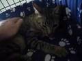 Tango wishes for a good home