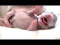 Puppy Born Feet First! (in HD)