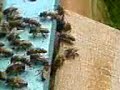 Beekeeping - flying (2) Beekeeping - flying (2)
