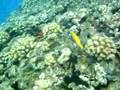 Crown of thorns starfish and longnose butterfly fish
