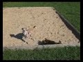 combat-chien-contre-chat.html