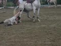 chute de cheval compil n°1