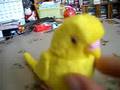セガトイズ☆夢ことり(セキセイインコ)