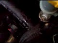 Subaru Legacy GT Condom on Blow Off Valve