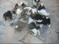 cachorritos de shih-tzu Penaguila