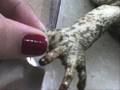 animais exoticos e cabulosos