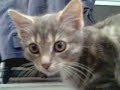 mon cat debile