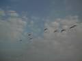 Paramotor Thailand - Alien Invasion