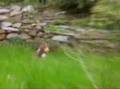 I'm Gizmoz (Part 1 Jungle)