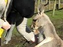Janelle feeding the Kangaroo