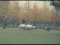 Geppi sheepdog 9 months