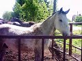 HORSE FARM VUCIJAK HORSE FARM VUCIJAK