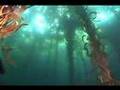 Zen and the Art of Diving...in Krill