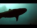 Tiger Sharks in Fiji