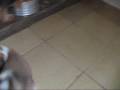videos de Shih Tzu filhotes a venda - Puppies for sale
