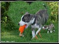 Statement about BSL w/ lots of great photos and music