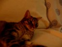 Susi beim Relaxen
