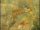 WildEarth.TV: The Wondrous Wild
