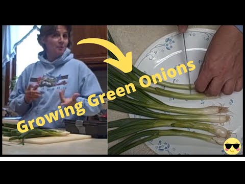 how to replant green onions in water