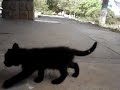 a vida dos felinos