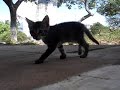 a vida dos felinos