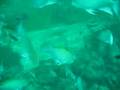 Tauchen in Sabang Phillipinen