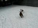 sweetie and magnum snow pups sweetie and magnum snow pups