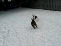 sweetie and magnum snow pups