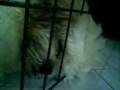 videos de Shih tzu snoring