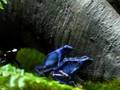 Poison Dart Frogs!
