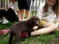 Chocolate Lab vs. Black Lab Puppies Playing and Eating