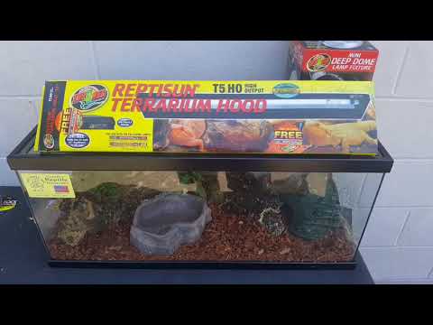 YouTube reptile video