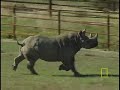 Saving the Black Rhino