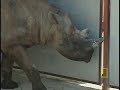 Saving the Black Rhino Saving the Black Rhino