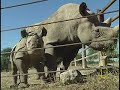 Saving the Black Rhino