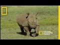 Saving the Black Rhino