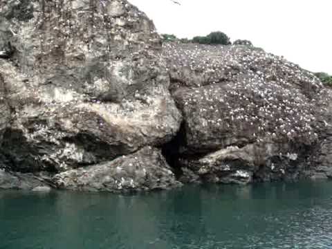 how to get to gull island harvest moon