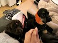 Click here to watch this video アメコカチロル ウイングとおやつ
