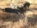 Hmong Pig Hunting
