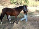 Fergus, first time in side checks/bitting rig