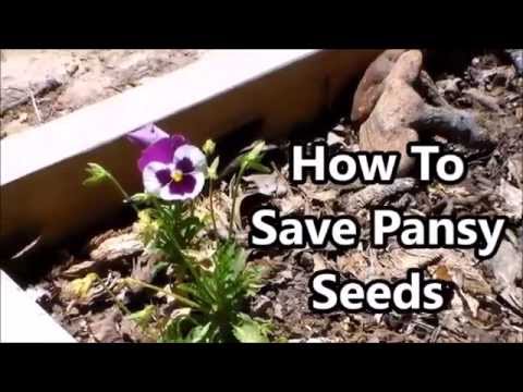 how to collect pansy seeds