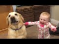 cute dogs and adorable babies compilation