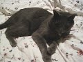  burnsy kitty cuddling cute ears playing sweet comedy soft sister hanging out bed sleep sleepy