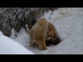 2009/12/20円山動物園　ホッキョクグマその3