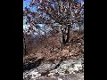 video1.mov Video