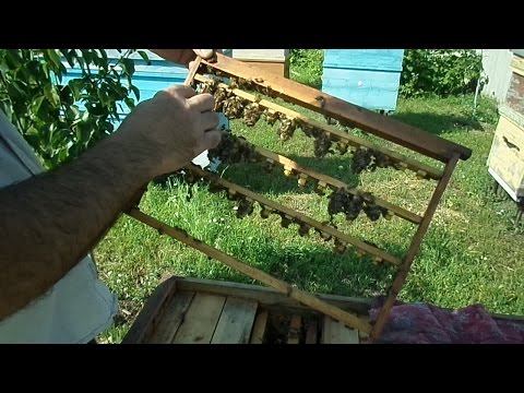 Как сделать отводок на свищевую матку Как сделать отводок на свищевую матку