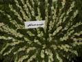 Bozorgdasht Salrooz Shahane Pahlavi Cairo 2008 Part 3