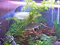 180cm x 30cm x 45 cmthis tank contains the following fish,but most likely wont see many in the video.7 x Java Loach2 x Silver sharks ( 7yrs old )3 x Bristlenose catfish ( 7yrs old )1 x Marble pink gourami2 x pink gourami2 x golden gourami2 x Opaline Gourami5 x Albino Cory2 x Silver Gourami3 x Kuhli Loach ( 7yrs old )1 x Spiny Eel