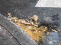 videos de Leftovers