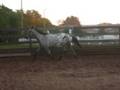 Lunging Buck ;D